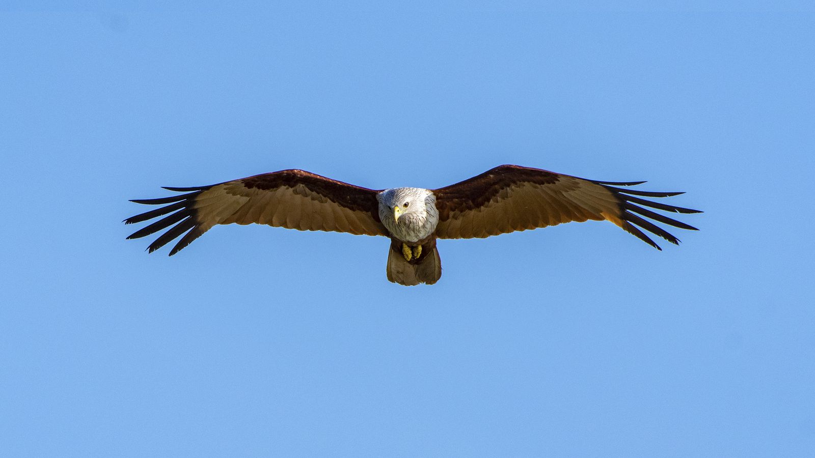 Brahminy Kite (5)